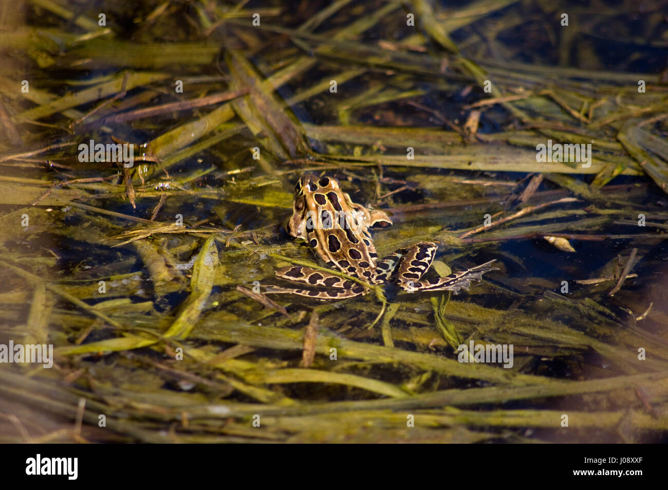 Une grenouille dans un bassin peu profond d'eau avec de l'herbe verte Banque D'Images