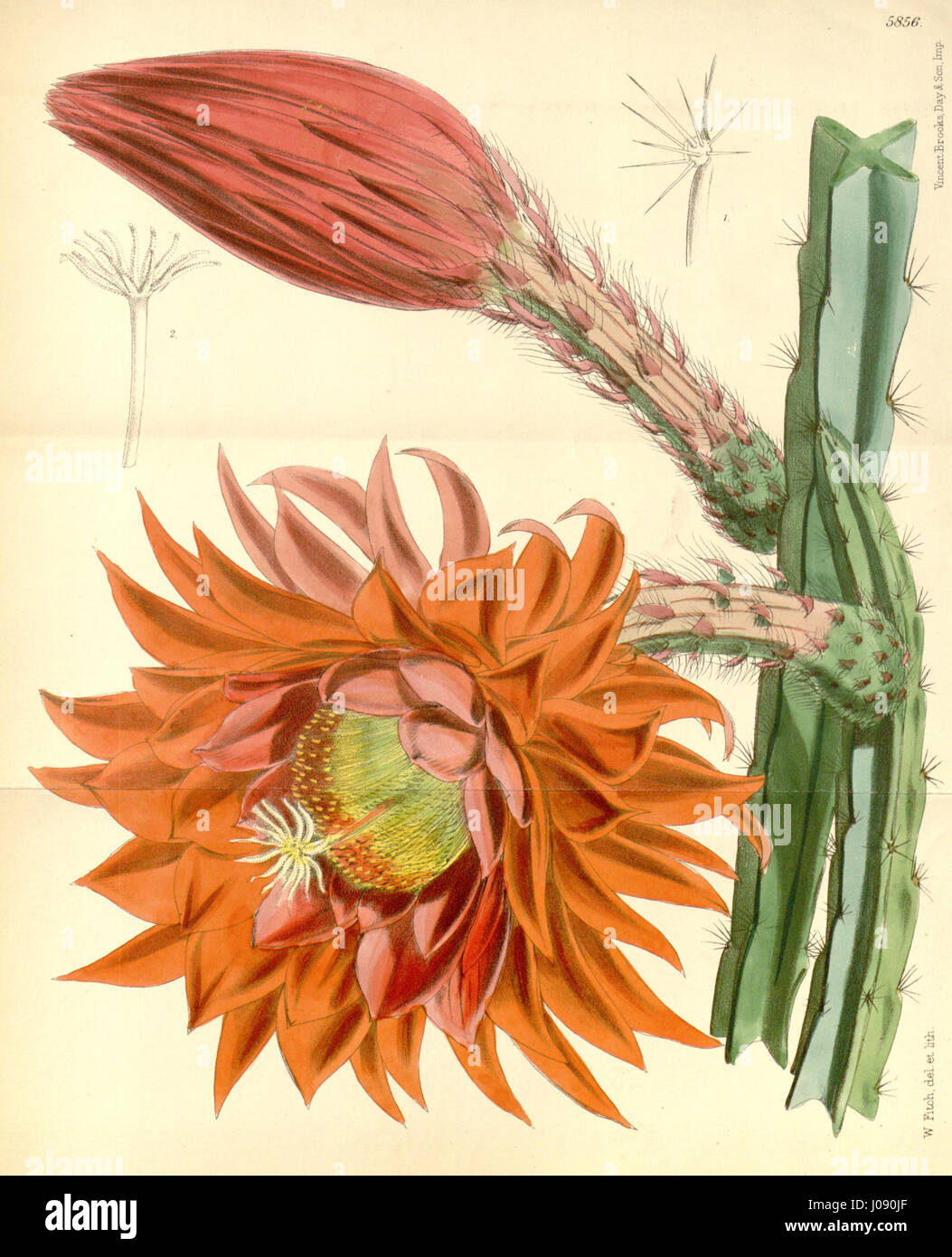 L'image représente l'espèce végétale Disoselenicereus fulgidus, communément appelée cereus fulgidus, décrite dans le Botanical Magazine en 1870. Cette espèce est connue pour son apparence distincte et vibrante et est originaire de régions des Amériques. Banque D'Images L'image représente l'espèce végétale Disoselenicereus fulgidus, communément appelée cereus fulgidus, décrite dans le Botanical Magazine en 1870. Cette espèce est connue pour son apparence distincte et vibrante et est originaire de régions des Amériques. Banque D'Images