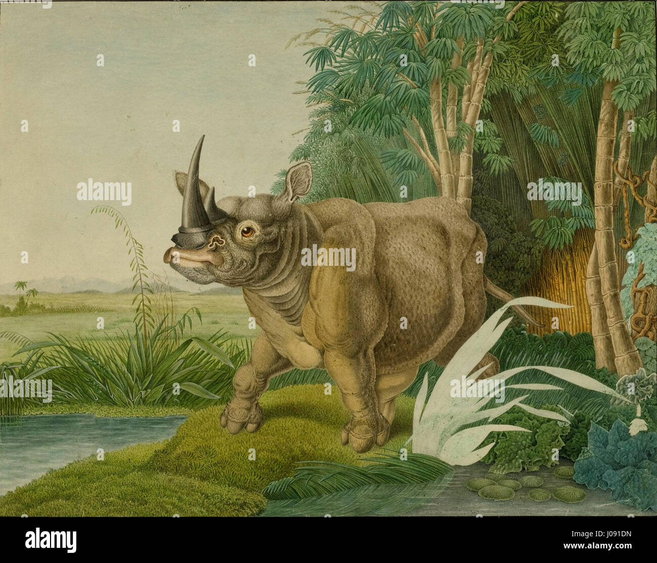 Une œuvre d'art intitulée 'Rhinoceros sinus' créée par Aloys Ztl en 1861, représentant un rhinocéros dans une représentation artistique. Banque D'Images