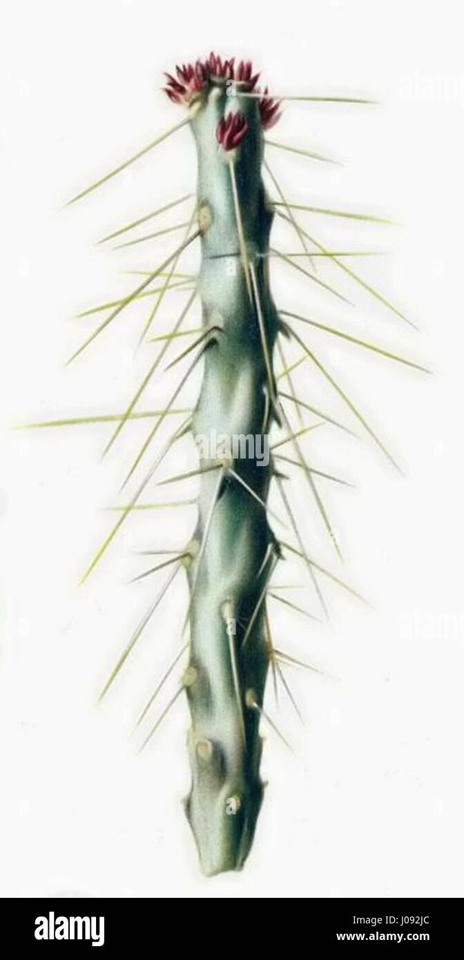 Cylindropuntia žtetracantha, communément connu sous le nom de cactus cholla, est une espèce originaire du sud-ouest des États-Unis et du Mexique. La version filtrée fait référence à la structure épineuse unique de la plante et à son adaptation aux environnements arides. Banque D'Images