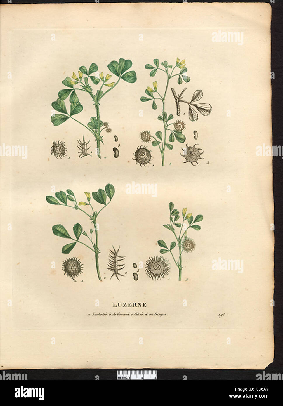'Medicago species' désigne un groupe de plantes de la famille des pois, représenté dans 'la flore et la pomone françaises', qui se concentre sur les aspects botaniques et leur classification dans la flore française. Banque D'Images 'Medicago species' désigne un groupe de plantes de la famille des pois, représenté dans 'la flore et la pomone françaises', qui se concentre sur les aspects botaniques et leur classification dans la flore française. Banque D'Images