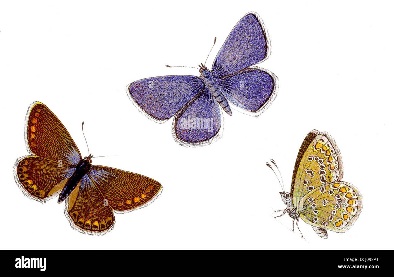 Polyommatus icarus, communément appelé le papillon bleu commun, est une espèce de papillon que l'on trouve en Europe et en Asie. Connue pour ses ailes bleues éclatantes, elle est l’une des espèces les plus répandues de sa famille. Banque D'Images Polyommatus icarus, communément appelé le papillon bleu commun, est une espèce de papillon que l'on trouve en Europe et en Asie. Connue pour ses ailes bleues éclatantes, elle est l’une des espèces les plus répandues de sa famille. Banque D'Images