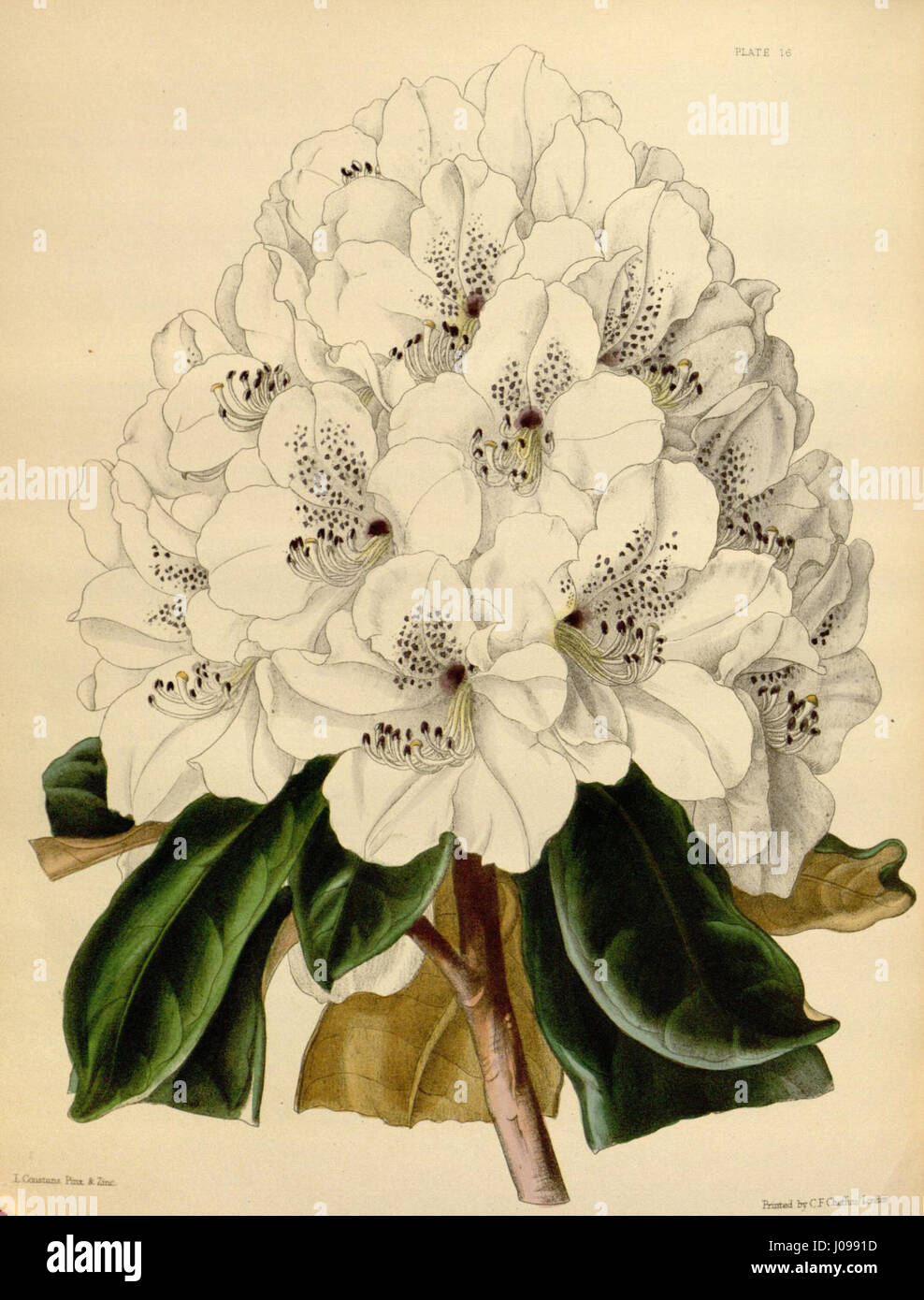 Rhododendron cunninghamii, communément appelé rhododendron de Cunningham, est une espèce originaire des régions montagneuses d’Asie, reconnue pour ses fleurs lumineuses et vibrantes. Banque D'Images Rhododendron cunninghamii, communément appelé rhododendron de Cunningham, est une espèce originaire des régions montagneuses d’Asie, reconnue pour ses fleurs lumineuses et vibrantes. Banque D'Images