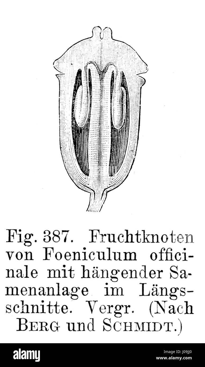 'Samenlage hängend' de Strasburger est une illustration botanique de 1900 représentant des espèces végétales et leurs structures reproductrices. Il sert d'étude de botanique et d'illustration scientifique. Banque D'Images 'Samenlage hängend' de Strasburger est une illustration botanique de 1900 représentant des espèces végétales et leurs structures reproductrices. Il sert d'étude de botanique et d'illustration scientifique. Banque D'Images