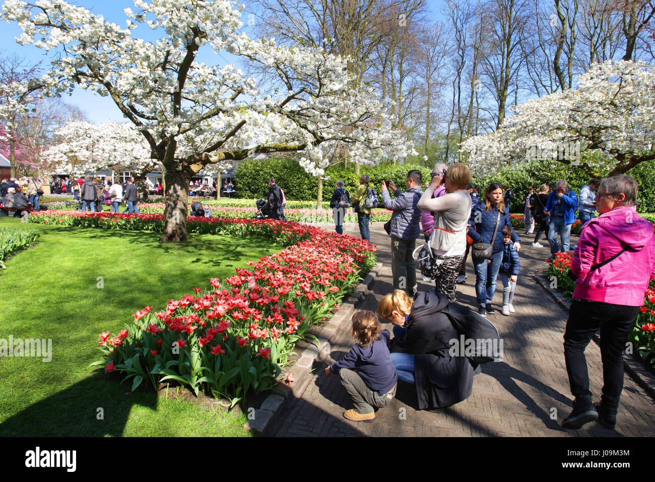 Vie quotidienne - les gens prendre la photo et profiter au parc de Keukenhof, le 4 avril 2017 à Lisse, aux Pays-Bas. Keukenhof connue comme le jardin de l'Europe, un Banque D'Images