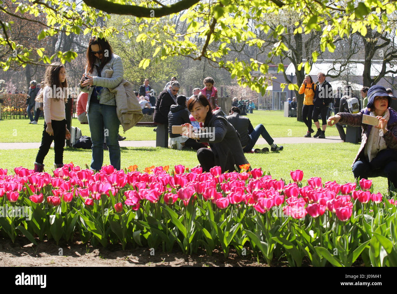 Vie quotidienne - les gens prendre la photo et profiter au parc de Keukenhof, le 4 avril 2017 à Lisse, aux Pays-Bas. Keukenhof connue comme le jardin de l'Europe, un Banque D'Images