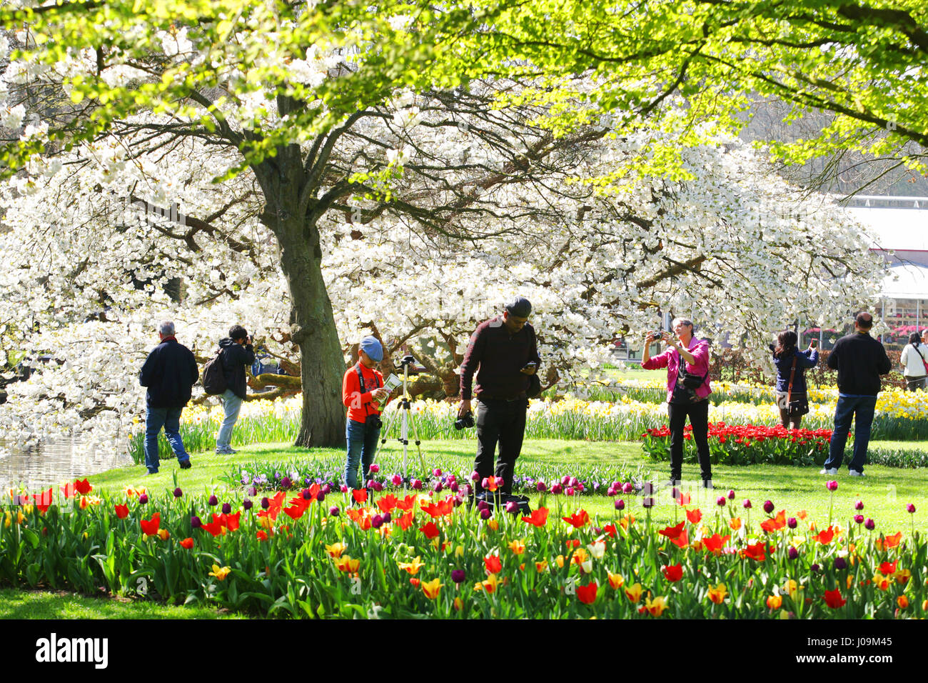 Vie quotidienne - les gens prendre la photo et profiter au parc de Keukenhof, le 4 avril 2017 à Lisse, aux Pays-Bas. Keukenhof connue comme le jardin de l'Europe, un Banque D'Images
