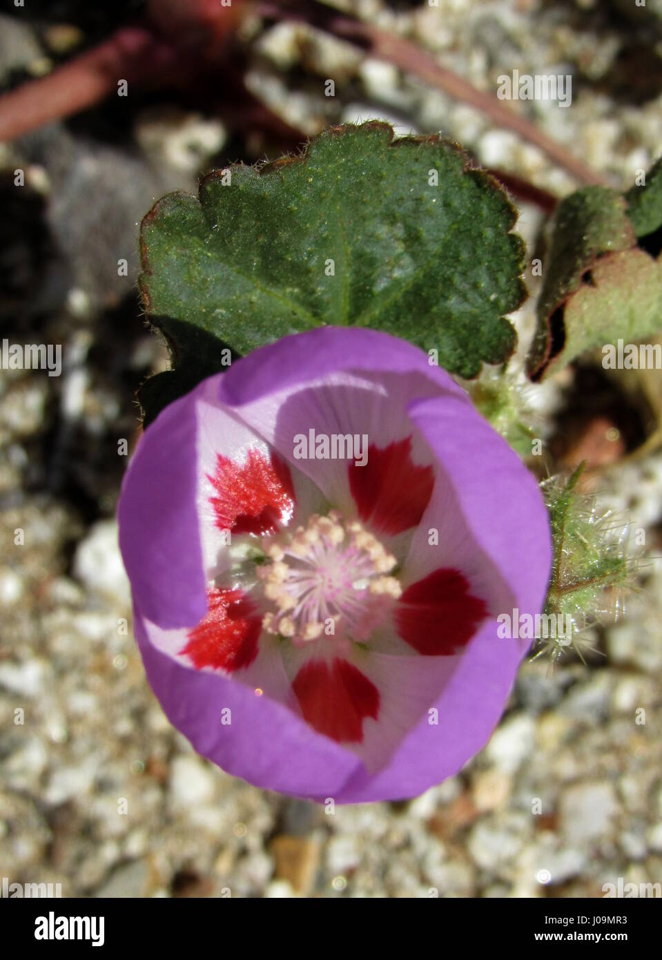 5-spot désert - Eremalche rotudiflora fleur pourpre avec des taches rouge Fleur du désert de Californie du Sud Banque D'Images
