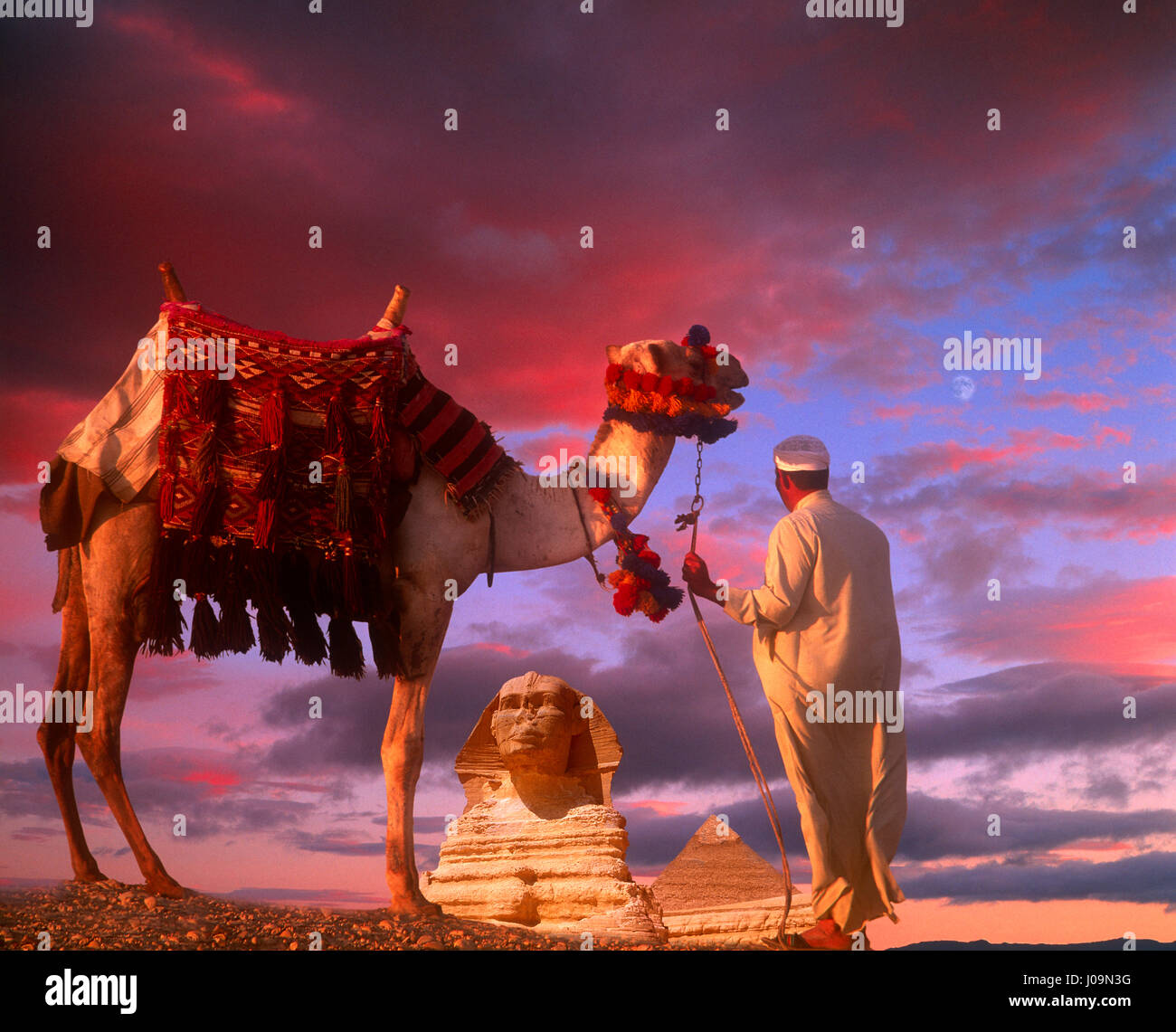 Avec le pilote ad chameau Sphinx et Khéphren pyramide en distance, Gizeh, Le Caire, Égypte. Banque D'Images