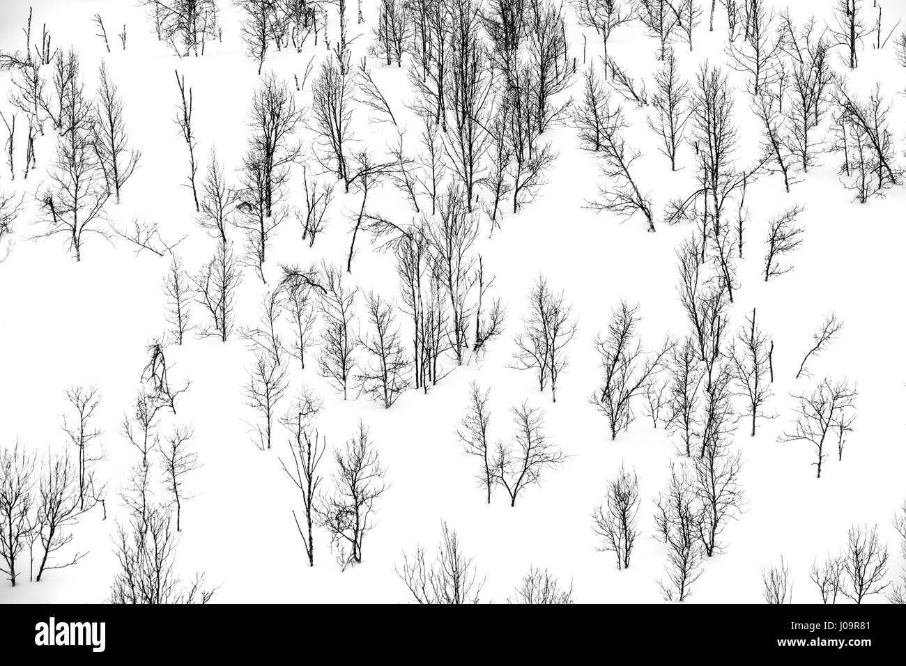 Arbres dans un monochrome,paysage d'hiver dans le nord de la Norvège Banque D'Images