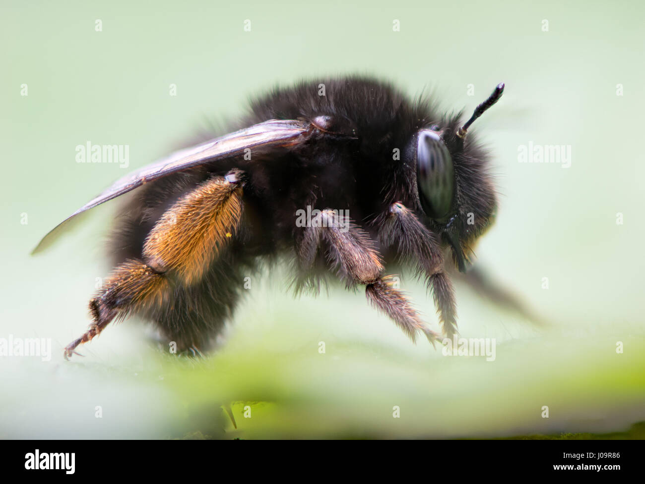 À pieds velus (Anthophora plumipes abeille fleur) profil. Grande femelle abeille dans la famille Apidae, avec orange pinceau du pollen sur ses pattes Banque D'Images