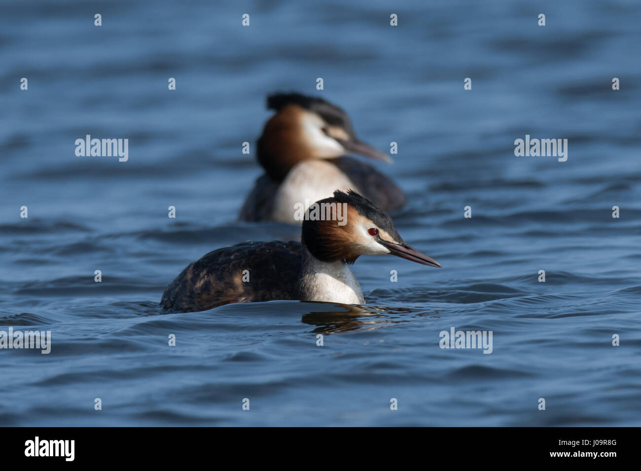 Grèbe huppé (Podiceps cristatus) paire. Les oiseaux d'élégant dans la famille Podicipedidae natation sur le lac à la baie de Cardiff, Pays de Galles, Royaume-Uni Banque D'Images