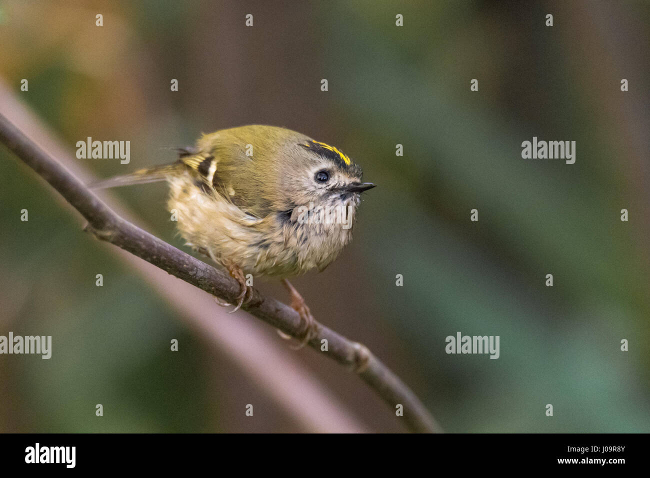 Goldcrest (Regulus regulus) perché sur branche. Le plus petit oiseau de la famille des Sylviidae, humide après splashing in stream Banque D'Images