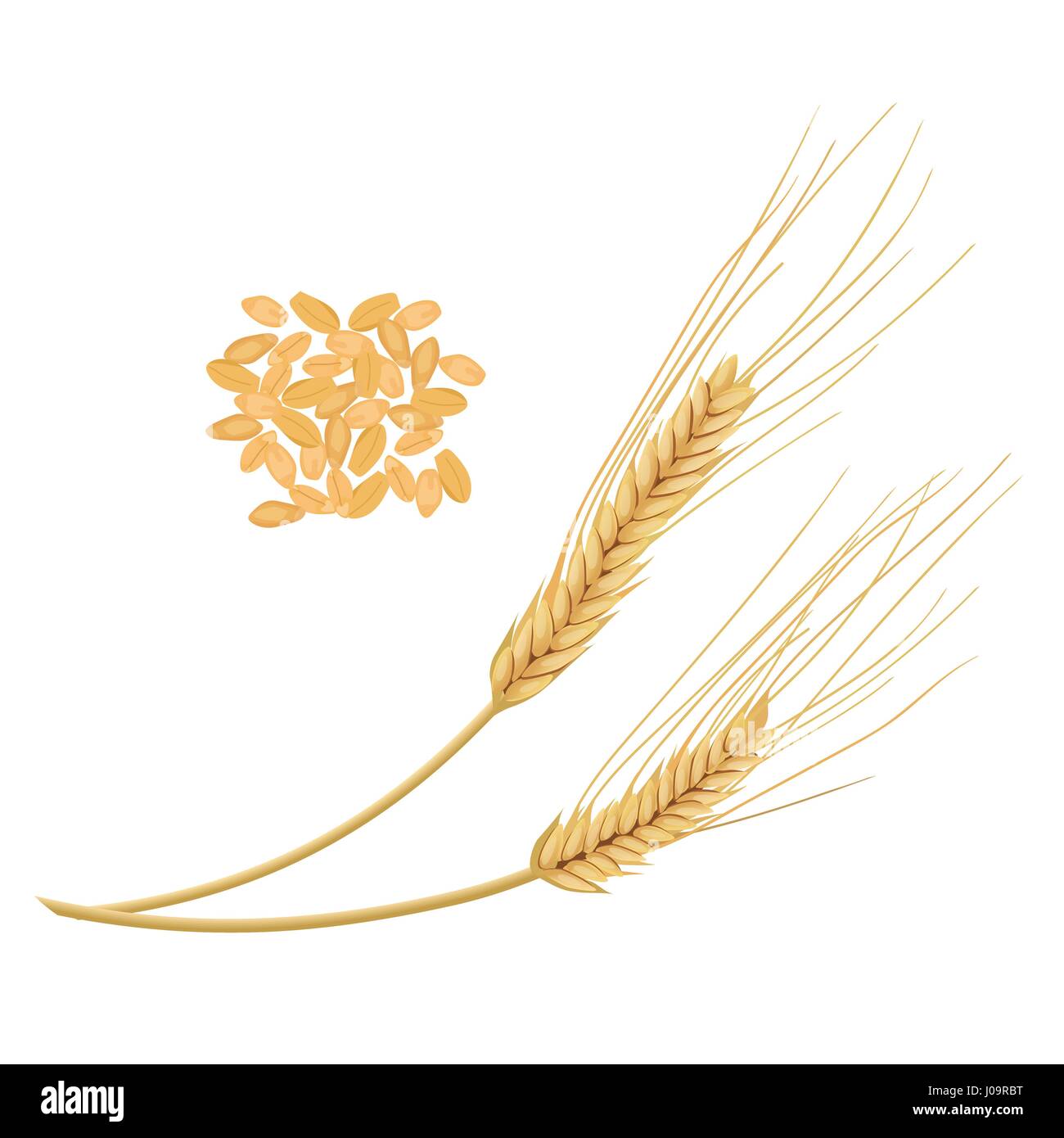 Les épis de blé avec des grains isolé sur fond blanc. Golden Spike. Vue de côté. Close up. Vector illustration. Pour la cuisson, de l'alimentation, les cosmétiques, l'alimentation de conception Illustration de Vecteur