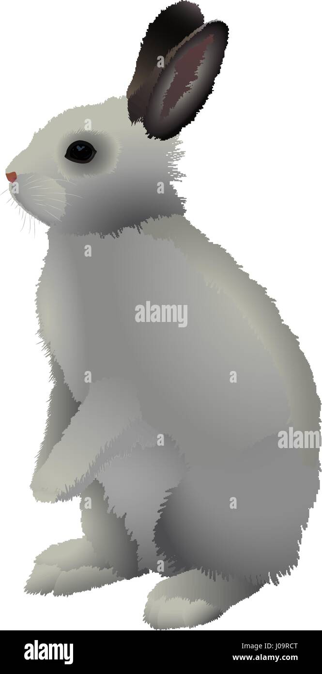 Lapin Illustration de Vecteur