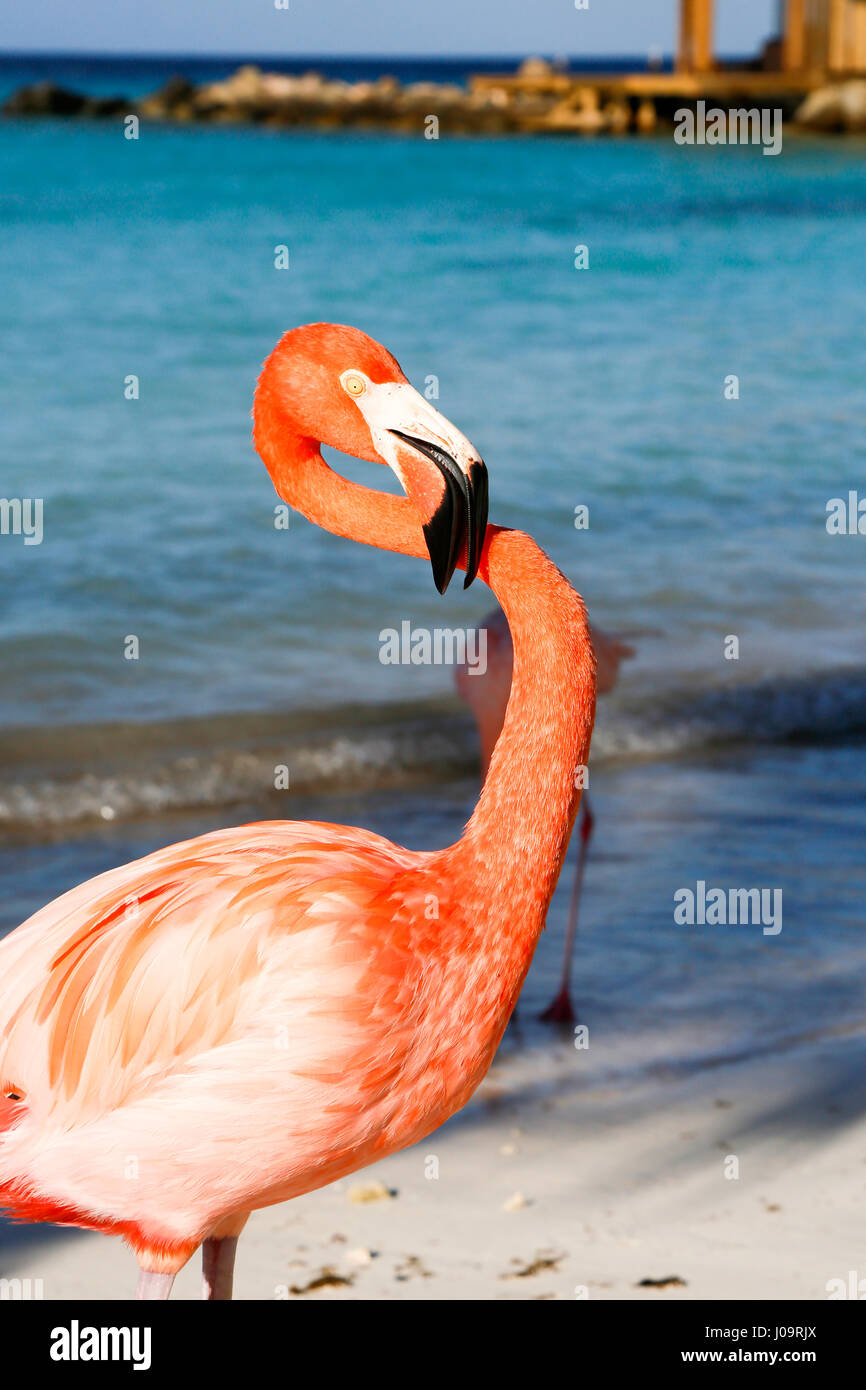 Les meilleures plages d'Aruba : Flamingo Beach de l'hôtel Renaissance Banque D'Images
