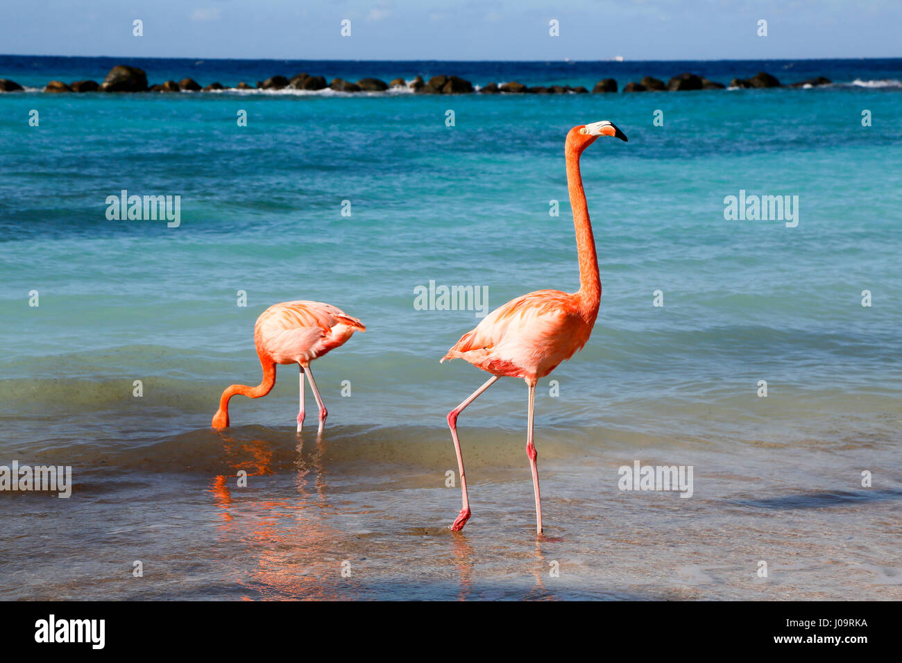 Les meilleures plages d'Aruba : Flamingo Beach de l'hôtel Renaissance Banque D'Images