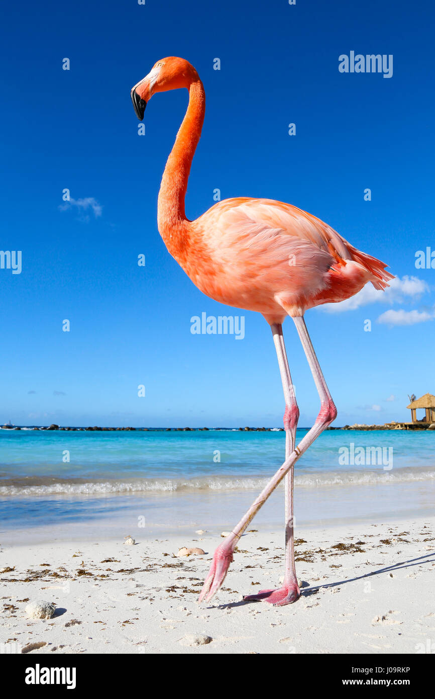 Les meilleures plages d'Aruba : Flamingo Beach de l'hôtel Renaissance Banque D'Images