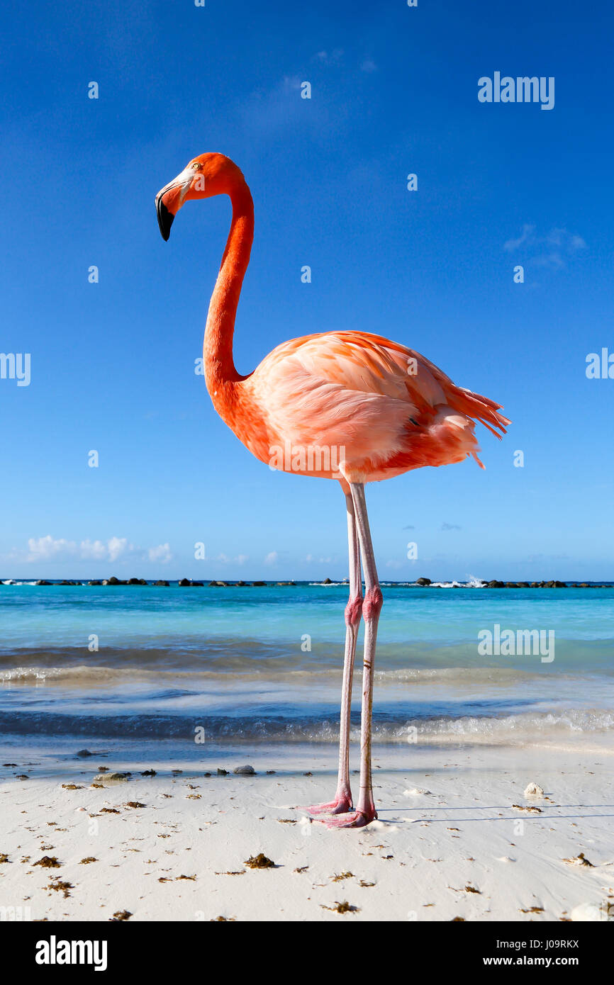Les meilleures plages d'Aruba : Flamingo Beach de l'hôtel Renaissance Banque D'Images