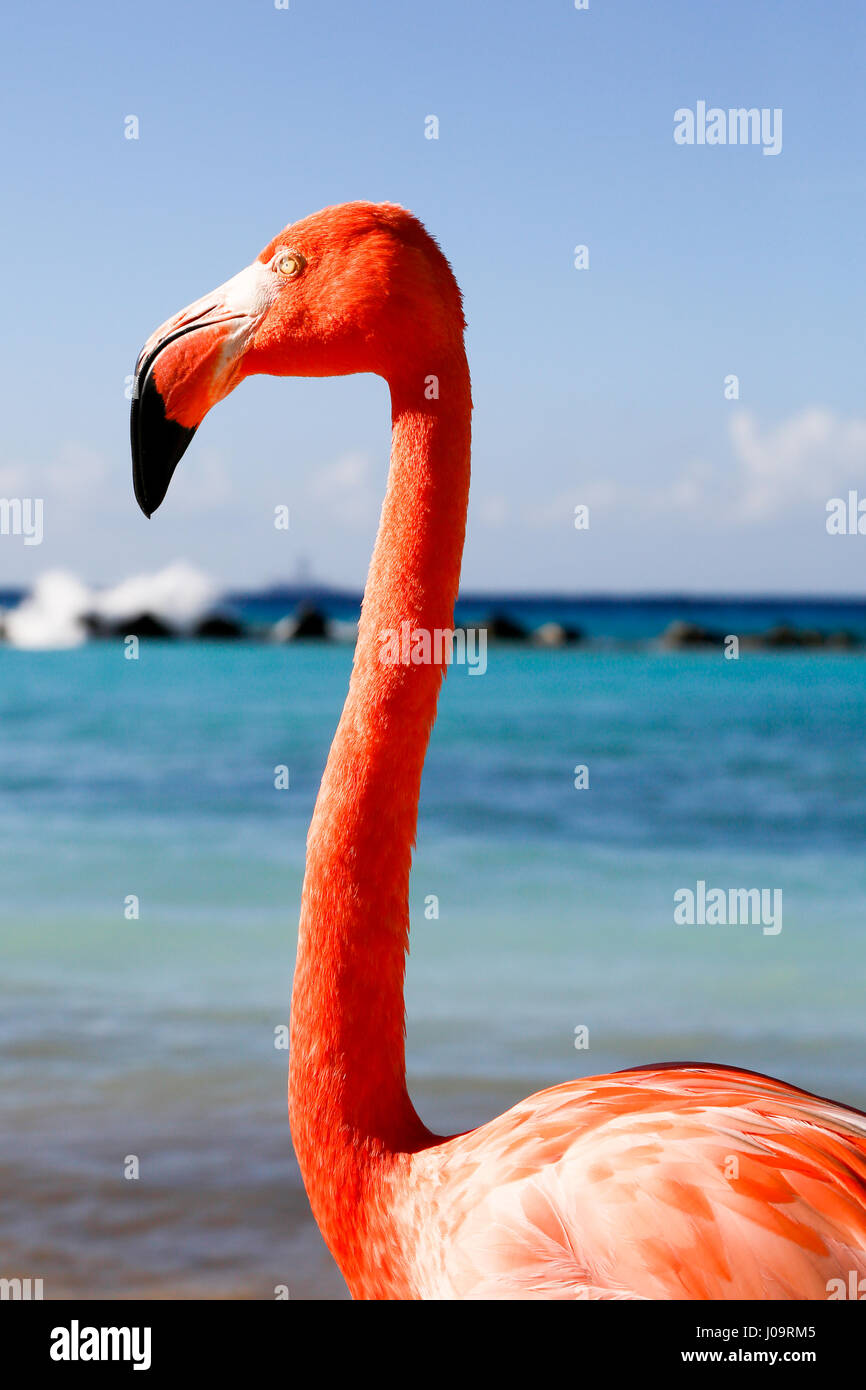 Les meilleures plages d'Aruba : Flamingo Beach de l'hôtel Renaissance Banque D'Images