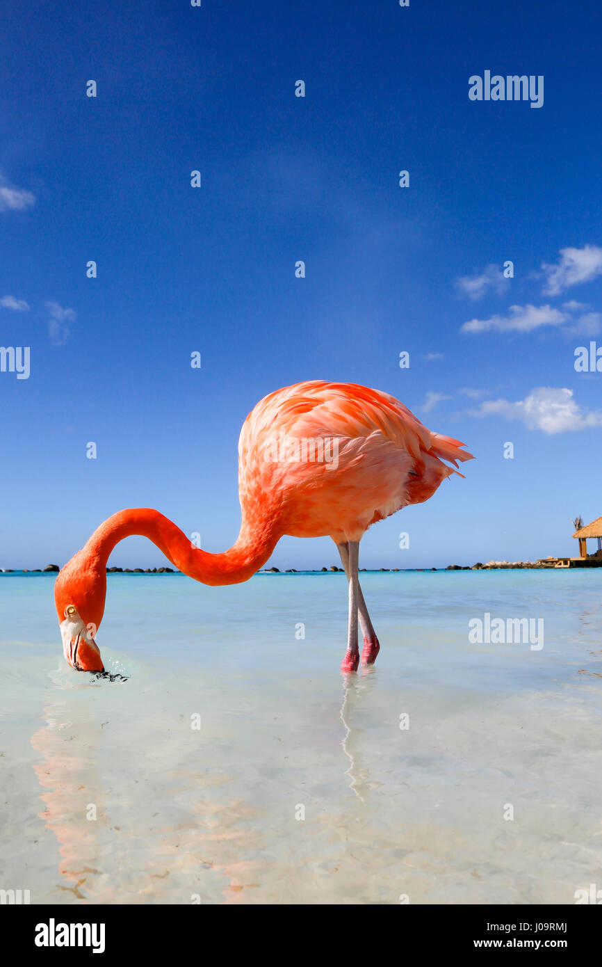 Les meilleures plages d'Aruba : Flamingo Beach de l'hôtel Renaissance Banque D'Images