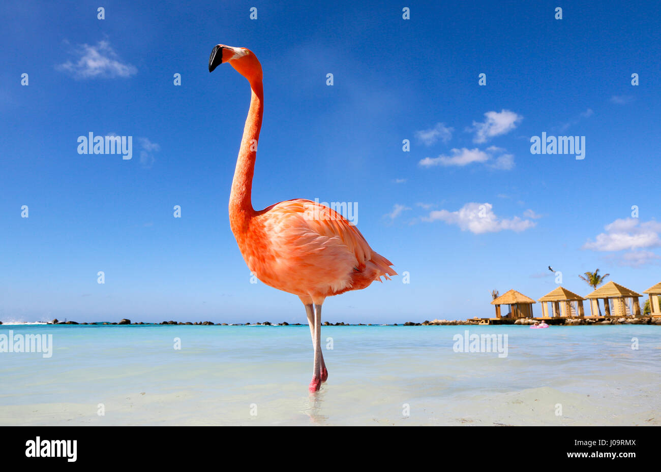 Les meilleures plages d'Aruba : Flamingo Beach de l'hôtel Renaissance Banque D'Images