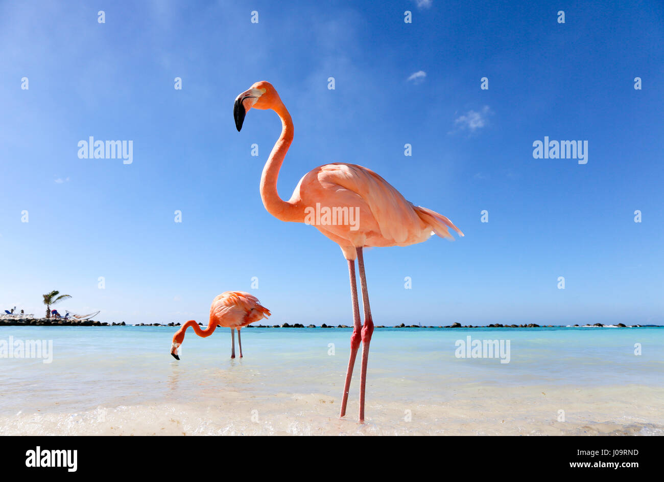 Les meilleures plages d'Aruba : Flamingo Beach de l'hôtel Renaissance Banque D'Images