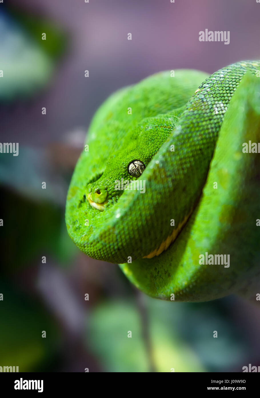 Python vert avec des yeux d'or suspendu à une branche dans une spirale close up Banque D'Images