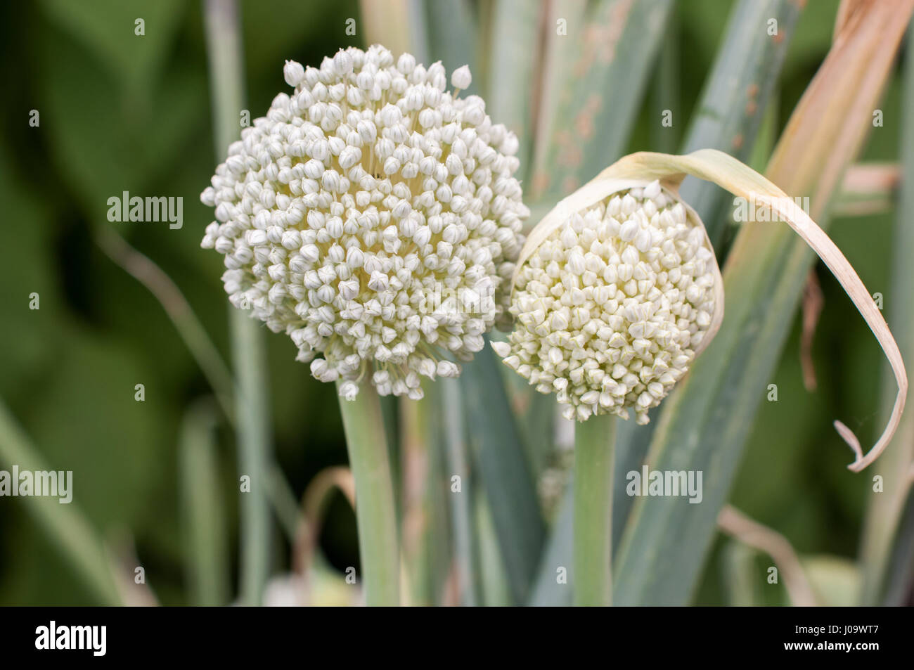 Haut de l'oignon et les graines de plantes en fleurs- Banque D'Images