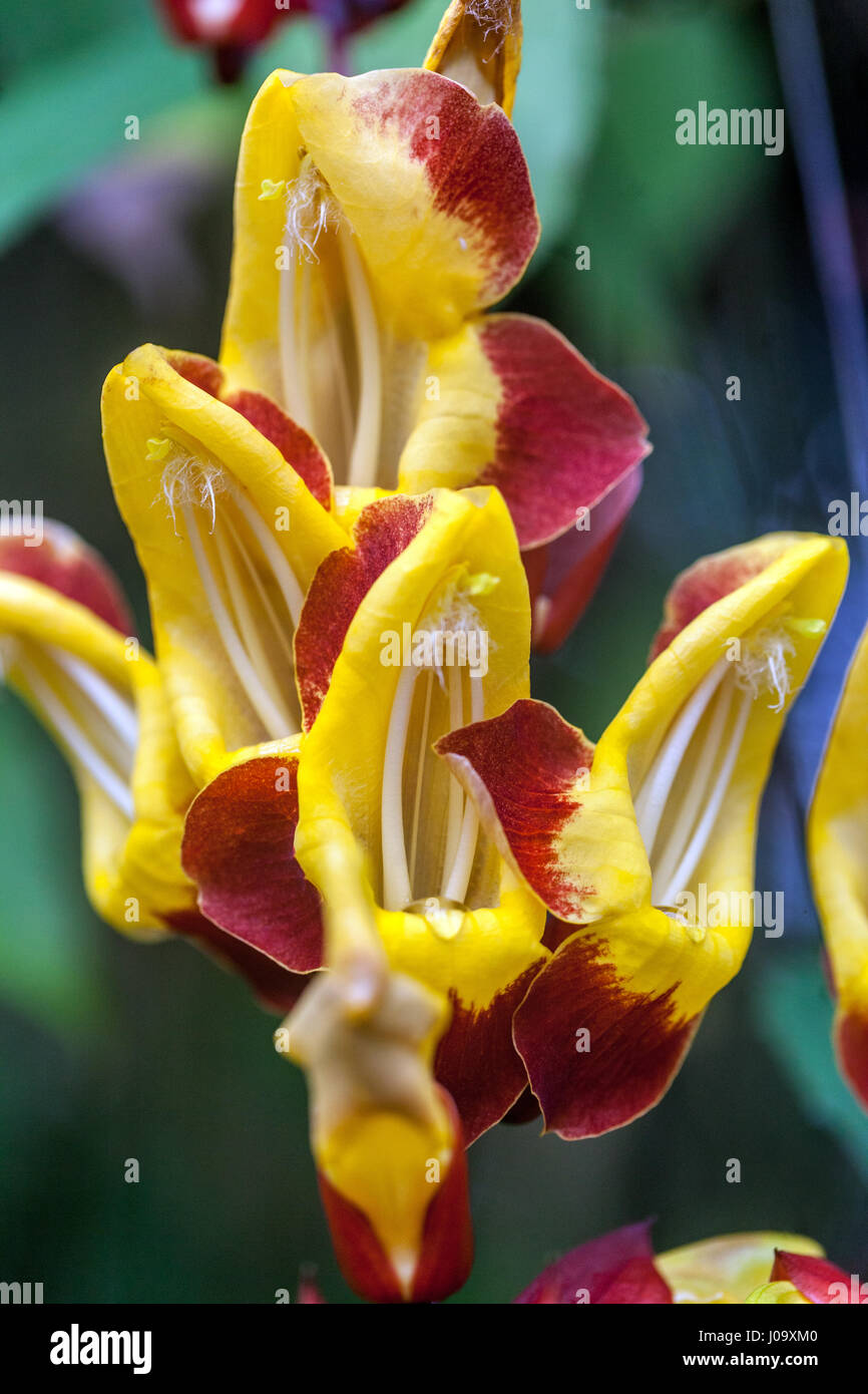 Thunbergia mysorensis, également appelé Mysore vigne trompette ou réveil indien vigne dans le jardin botanique, République Tchèque Banque D'Images