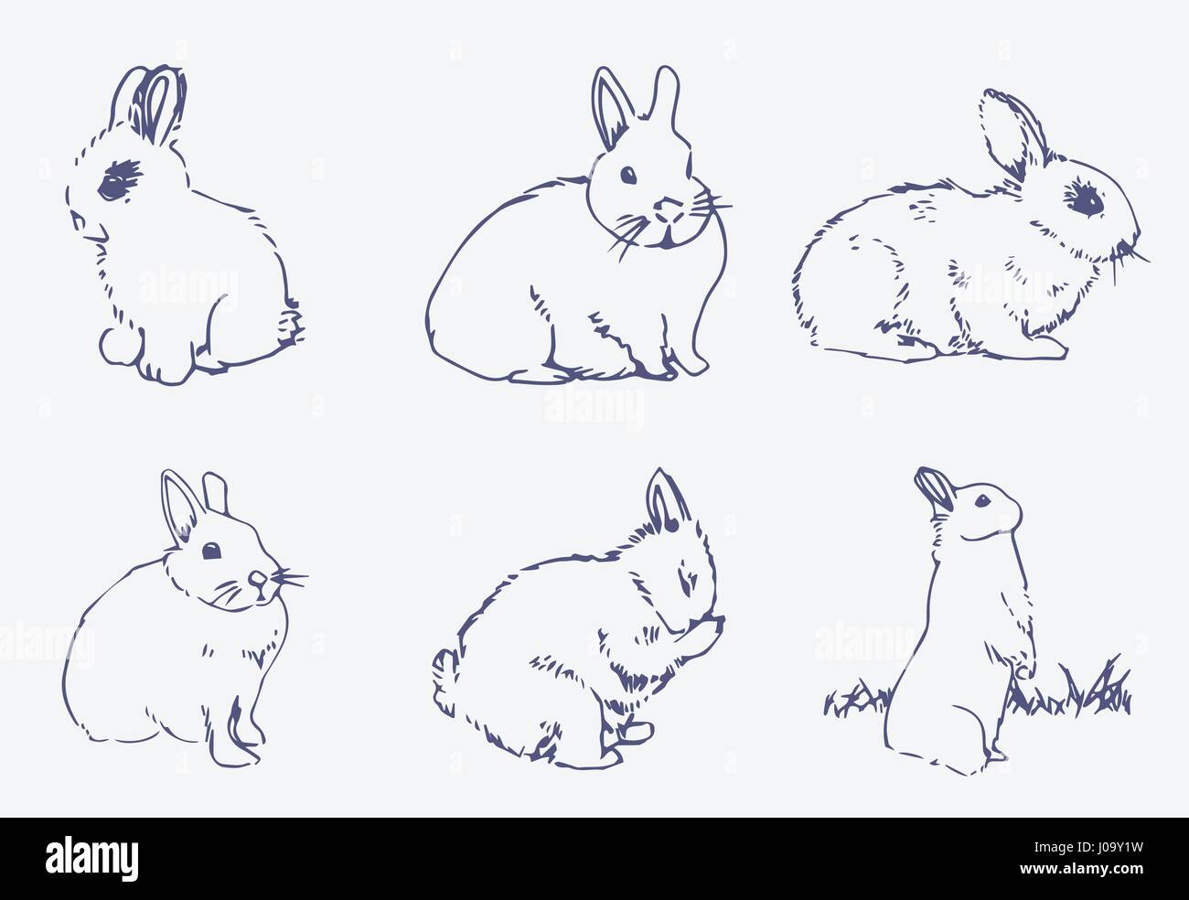 Vector set de lapins Illustration de Vecteur