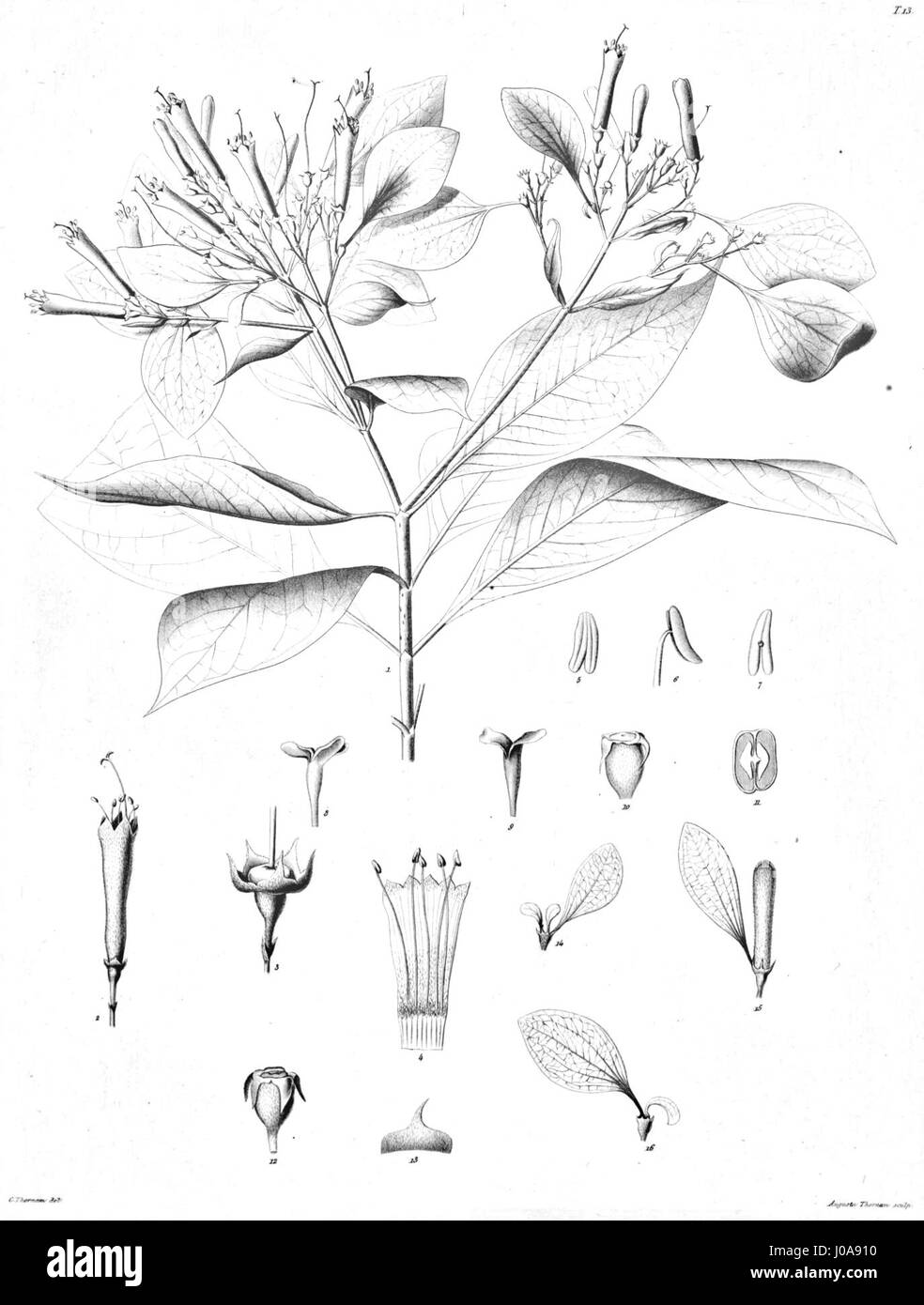 Pogonopus exsertus Ørsted est une espèce de poisson décrite par le naturaliste danois Hans Christian Ørsted. Connu pour ses traits physiques distincts, il habite les eaux côtières de l'Atlantique Nord, en particulier autour du Danemark. Banque D'Images Pogonopus exsertus Ørsted est une espèce de poisson décrite par le naturaliste danois Hans Christian Ørsted. Connu pour ses traits physiques distincts, il habite les eaux côtières de l'Atlantique Nord, en particulier autour du Danemark. Banque D'Images