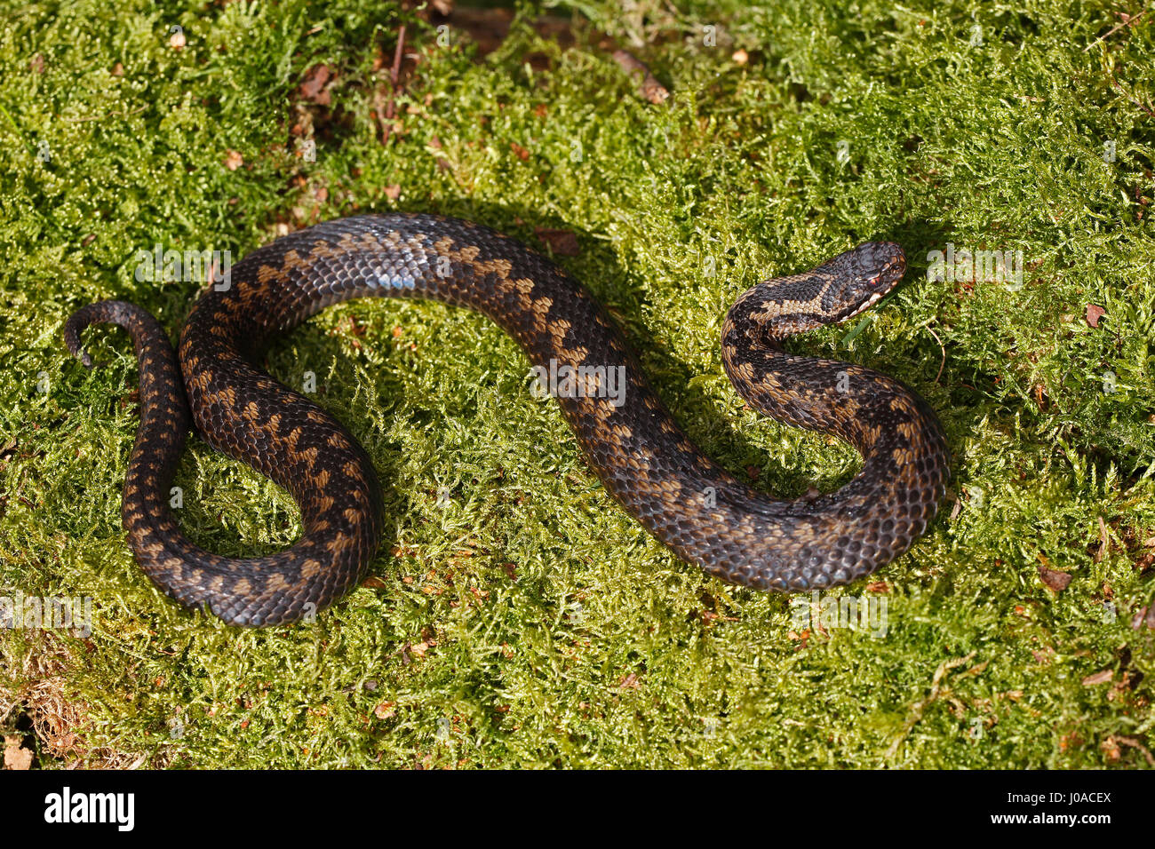 Viper européen commun (Vipera berus) Bain de soleil sur la mousse, Schleswig-Holstein, Allemagne Banque D'Images