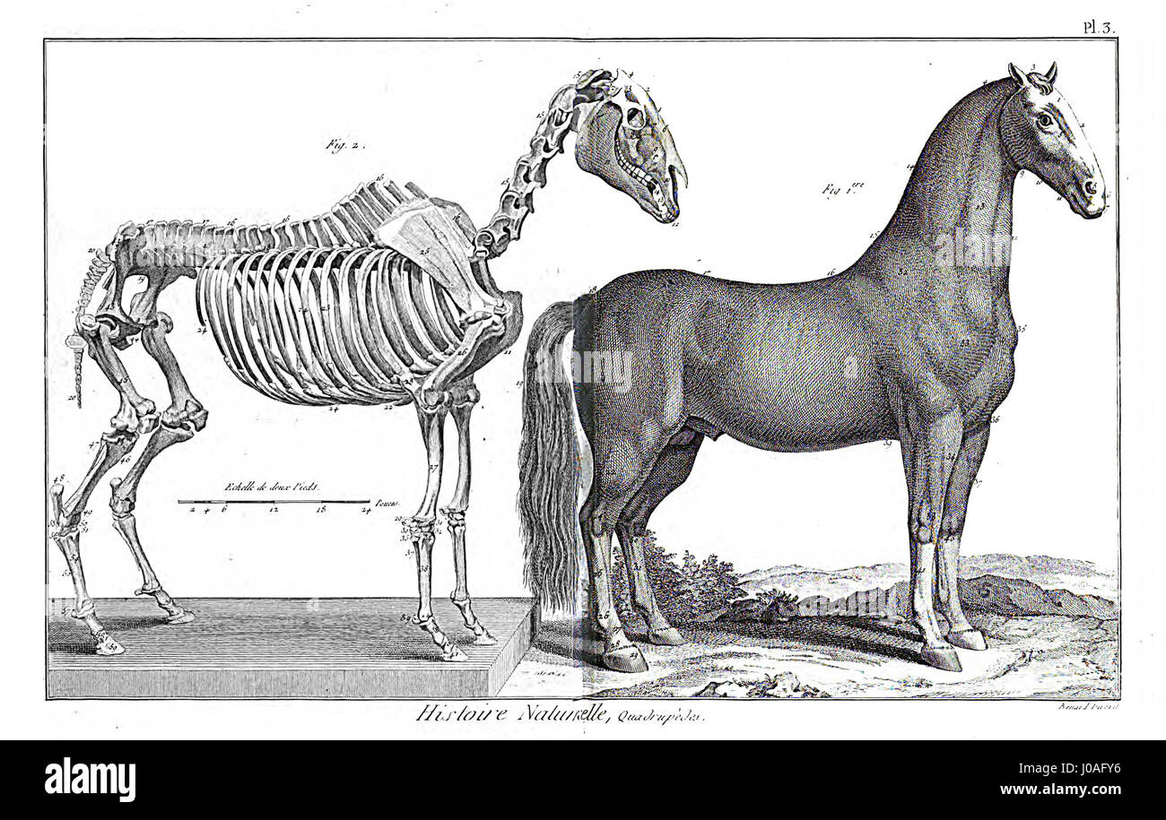 « Encyclopédie méthodique - Mammalogie, PL3 » désigne une plaque détaillée issue des travaux encyclopédiques sur la mammalogie, axée sur la classification scientifique des mammifères. La plaque illustre différentes espèces, contribuant à l'étude et à la documentation de la diversité animale. Banque D'Images « Encyclopédie méthodique - Mammalogie, PL3 » désigne une plaque détaillée issue des travaux encyclopédiques sur la mammalogie, axée sur la classification scientifique des mammifères. La plaque illustre différentes espèces, contribuant à l'étude et à la documentation de la diversité animale. Banque D'Images