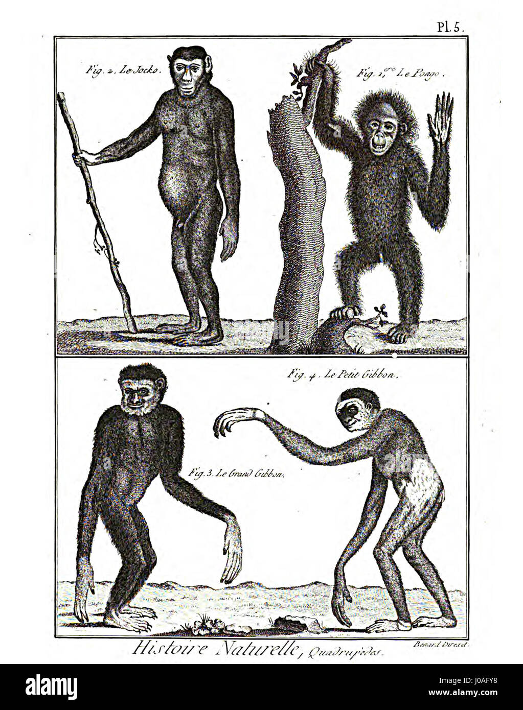 Cette plaque de l'Encyclopédie méthodique sur la mammalogie fournit des illustrations détaillées d'espèces de mammifères. Publié au XVIIIe siècle, ce travail a été une ressource clé pour la compréhension scientifique de la biologie animale et de la taxonomie, présentant les animaux dans les détails précis à des fins éducatives. Banque D'Images Cette plaque de l'Encyclopédie méthodique sur la mammalogie fournit des illustrations détaillées d'espèces de mammifères. Publié au XVIIIe siècle, ce travail a été une ressource clé pour la compréhension scientifique de la biologie animale et de la taxonomie, présentant les animaux dans les détails précis à des fins éducatives. Banque D'Images