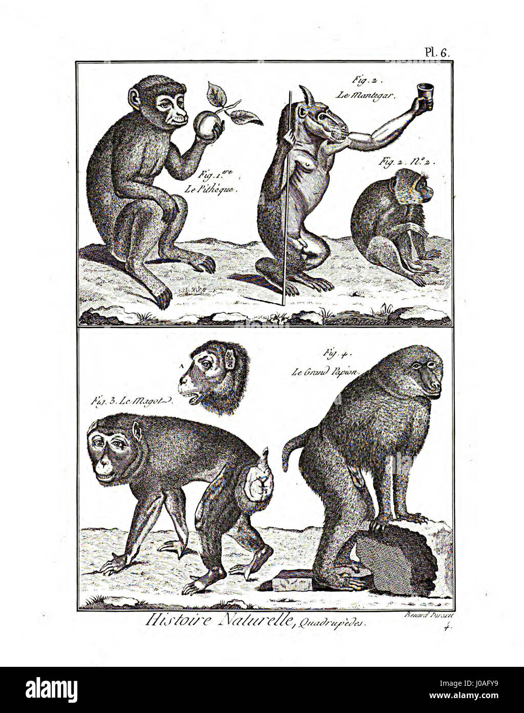 'Encyclopédie méthodique - Mammalogie, PL6' présente une représentation scientifique des mammifères dans le cadre d'une collection encyclopédique. Cette gravure se concentre sur l'anatomie détaillée et la classification de diverses espèces de mammifères. Banque D'Images 'Encyclopédie méthodique - Mammalogie, PL6' présente une représentation scientifique des mammifères dans le cadre d'une collection encyclopédique. Cette gravure se concentre sur l'anatomie détaillée et la classification de diverses espèces de mammifères. Banque D'Images