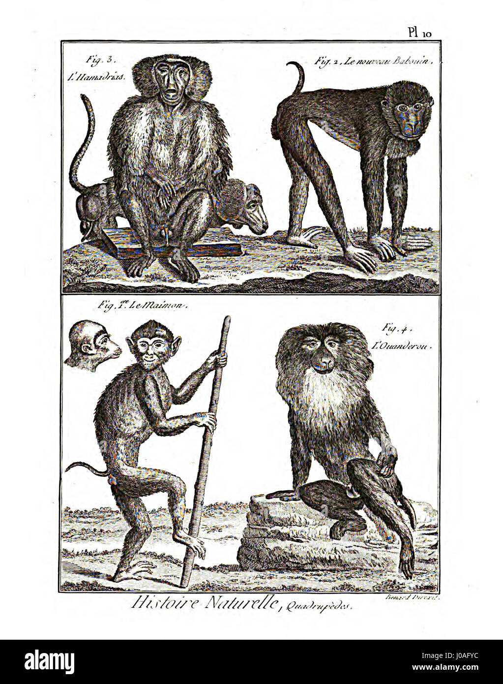 Cette image provient de l'encyclopédie méthodique axée sur la mammalogie, présentant une illustration du XVIIIe siècle représentant diverses espèces de mammifères. Il faisait partie d'un effort scientifique plus large pour cataloguer les connaissances de l'histoire naturelle. Banque D'Images Cette image provient de l'encyclopédie méthodique axée sur la mammalogie, présentant une illustration du XVIIIe siècle représentant diverses espèces de mammifères. Il faisait partie d'un effort scientifique plus large pour cataloguer les connaissances de l'histoire naturelle. Banque D'Images
