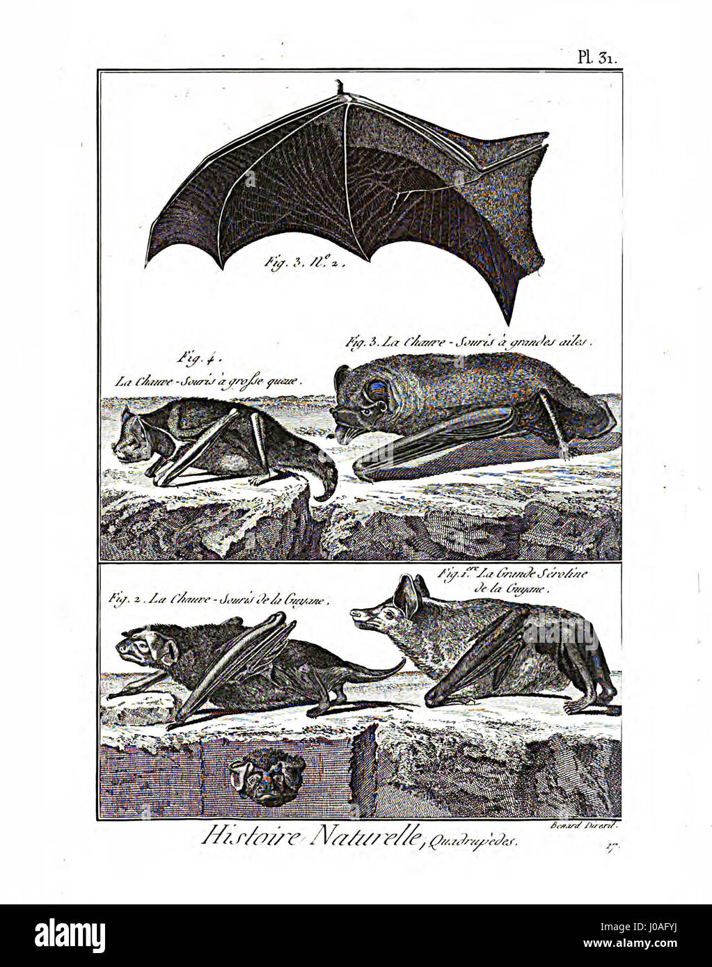 'Encyclopédie méthodique' est un travail complet sur divers sujets scientifiques, y compris la mammalogie, dans cette plaque particulière. L'illustration détaille différentes espèces de mammifères, contribuant à la compréhension de la zoologie et de l'histoire naturelle. Banque D'Images 'Encyclopédie méthodique' est un travail complet sur divers sujets scientifiques, y compris la mammalogie, dans cette plaque particulière. L'illustration détaille différentes espèces de mammifères, contribuant à la compréhension de la zoologie et de l'histoire naturelle. Banque D'Images