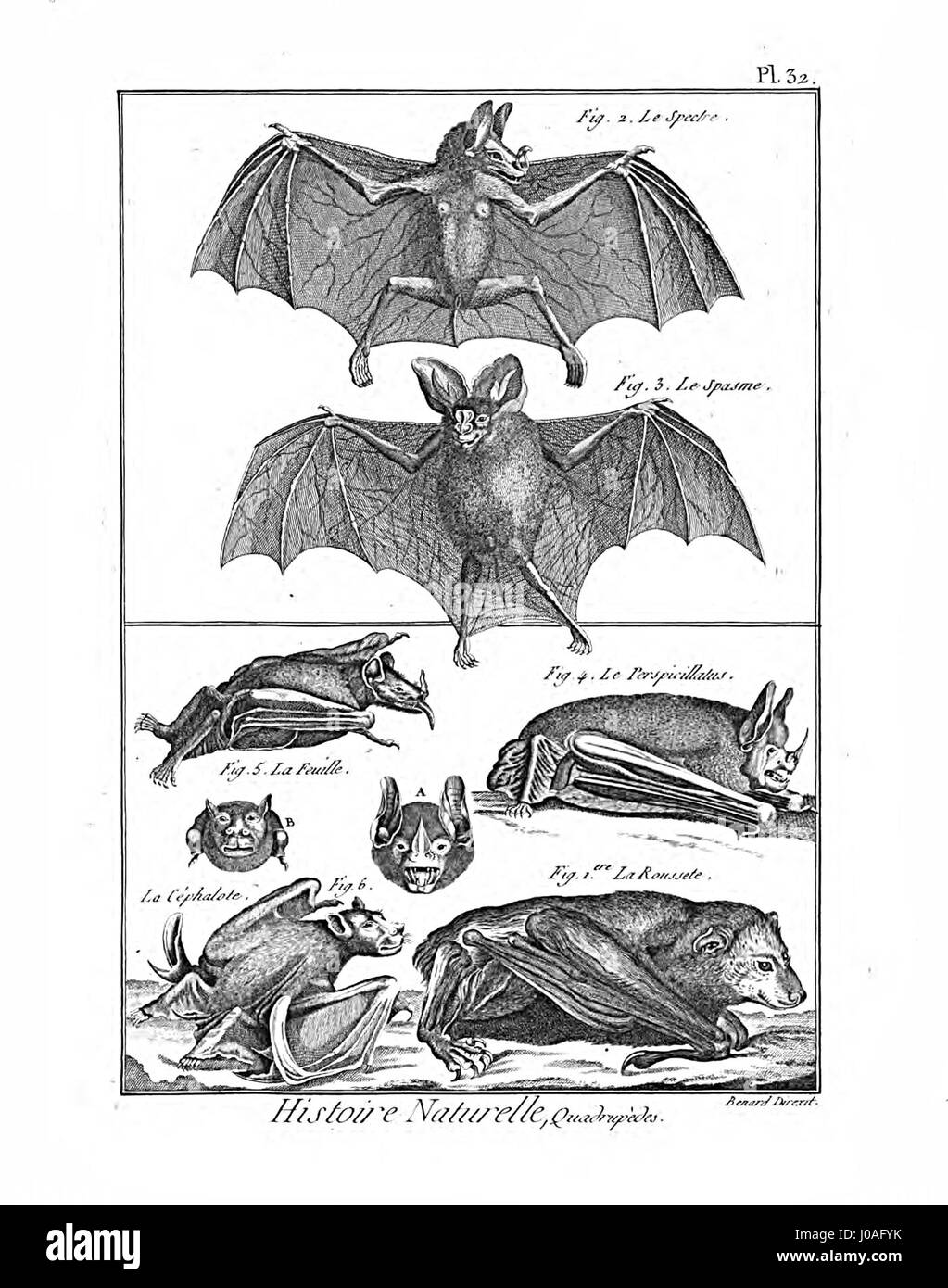 'Encyclopédie méthodique - Mammalogie, Pl32' est une illustration détaillée de l'Encyclopédie méthodique, axée sur les mammifères. L'image fournit des informations visuelles sur les différentes espèces de mammifères, leurs caractéristiques et leur classification. Banque D'Images