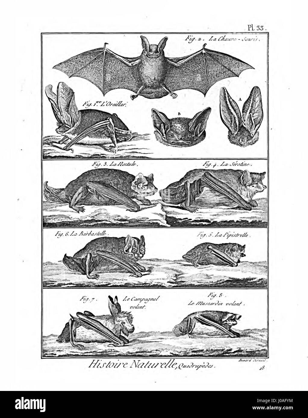 'Encyclopédie méthodique - Mammalogie' est une plaque détaillée de l'ouvrage encyclopédique français complet du XVIIIe siècle, axé sur la mammalogie. Il présente diverses espèces de mammifères, contribuant à l'étude scientifique des animaux au siècle des lumières. Banque D'Images 'Encyclopédie méthodique - Mammalogie' est une plaque détaillée de l'ouvrage encyclopédique français complet du XVIIIe siècle, axé sur la mammalogie. Il présente diverses espèces de mammifères, contribuant à l'étude scientifique des animaux au siècle des lumières. Banque D'Images