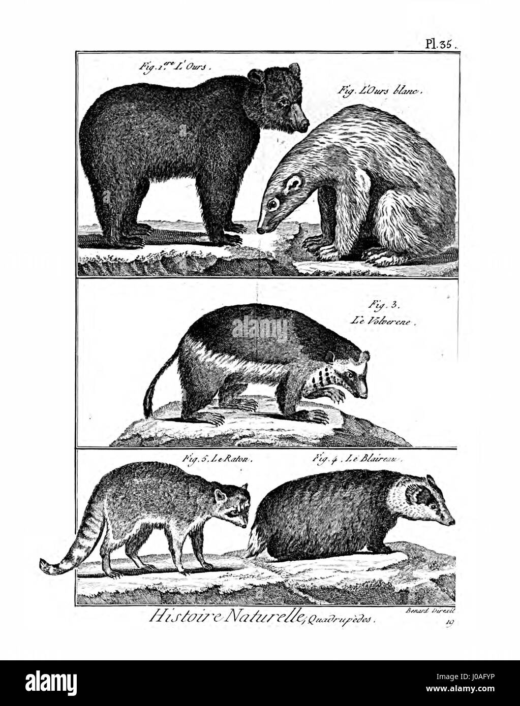 La planche 35 de l'Encyclopédie méthodique est centrée sur la mammalogie, illustrant diverses espèces de mammifères. Les gravures détaillées constituent une ressource scientifique importante du XVIIIe siècle, contribuant à l'étude de la zoologie et de l'histoire naturelle. Banque D'Images