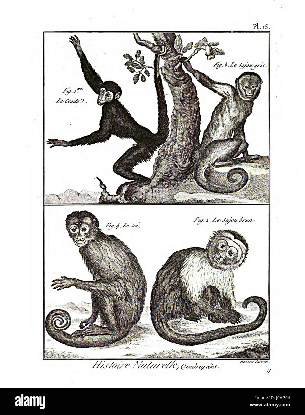 'Encyclopédie méthodique - Mammalogie, Pl16' est une gravure détaillée de l'encyclopédie scientifique française du XVIIIe siècle, présentant diverses espèces de mammifères. Cette plaque apporte une contribution significative à l'étude des mammifères et de la zoologie. Banque D'Images 'Encyclopédie méthodique - Mammalogie, Pl16' est une gravure détaillée de l'encyclopédie scientifique française du XVIIIe siècle, présentant diverses espèces de mammifères. Cette plaque apporte une contribution significative à l'étude des mammifères et de la zoologie. Banque D'Images
