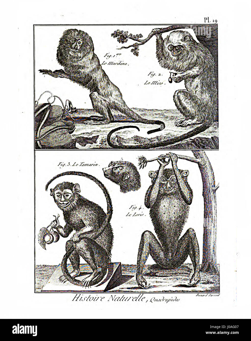 « Encyclopédie méthodique - Mammalogie, PL. 19’ est une illustration du célèbre ouvrage encyclopédique sur les mammifères publié à la fin du xviiie siècle. La gravure représente diverses espèces de mammifères, capturant l'intérêt scientifique pour l'histoire naturelle au siècle des lumières. Banque D'Images