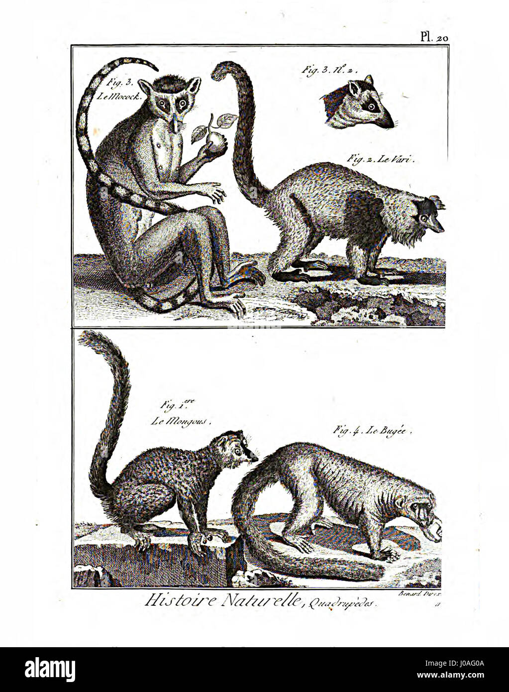 La planche 98 de l'Encyclopédie méthodique - Mammalogie illustre divers mammifères, mettant en valeur les avancées scientifiques en zoologie au cours du XVIIIe siècle. La plaque est un élément important de la documentation historique sur la classification des mammifères. Banque D'Images La planche 98 de l'Encyclopédie méthodique - Mammalogie illustre divers mammifères, mettant en valeur les avancées scientifiques en zoologie au cours du XVIIIe siècle. La plaque est un élément important de la documentation historique sur la classification des mammifères. Banque D'Images