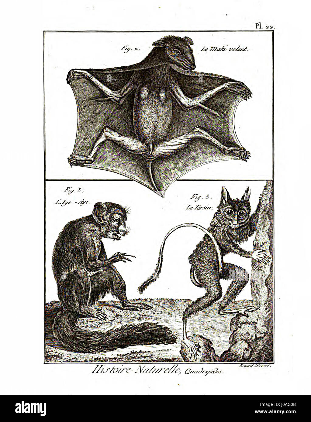 'Encyclopédie méthodique' était une encyclopédie française complète du XVIIIe siècle. La section sur la mammalogie explore diverses espèces, leur classification et leurs caractéristiques, reflétant les connaissances scientifiques de la période sur les mammifères. Banque D'Images 'Encyclopédie méthodique' était une encyclopédie française complète du XVIIIe siècle. La section sur la mammalogie explore diverses espèces, leur classification et leurs caractéristiques, reflétant les connaissances scientifiques de la période sur les mammifères. Banque D'Images