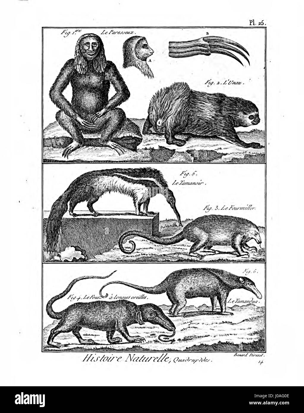 Gravure tirée de l'Encyclopédie méthodique, représentant des mammifères. La gravure fait partie d'une série consacrée à la classification et à l'étude des animaux au XVIIIe siècle. Banque D'Images Gravure tirée de l'Encyclopédie méthodique, représentant des mammifères. La gravure fait partie d'une série consacrée à la classification et à l'étude des animaux au XVIIIe siècle. Banque D'Images