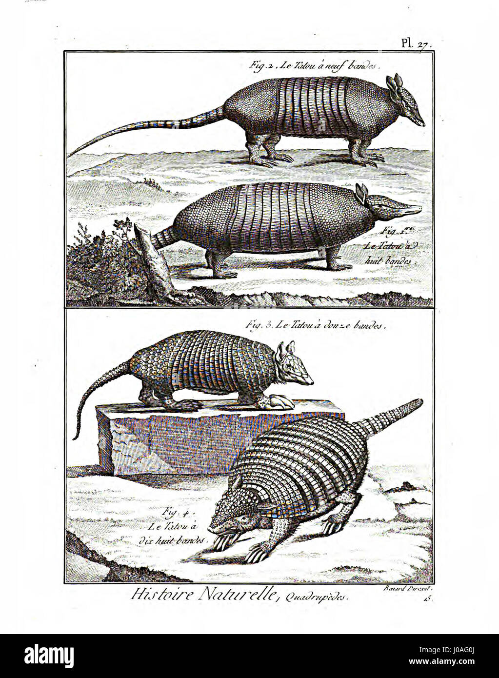 « Encyclopédie méthodique » comprend une plaque détaillée (Pl27) illustrant les mammifères, offrant un aperçu scientifique de diverses espèces, reflétant l’accent mis par l’ère des lumières sur la connaissance et l’histoire naturelle. Banque D'Images « Encyclopédie méthodique » comprend une plaque détaillée (Pl27) illustrant les mammifères, offrant un aperçu scientifique de diverses espèces, reflétant l’accent mis par l’ère des lumières sur la connaissance et l’histoire naturelle. Banque D'Images