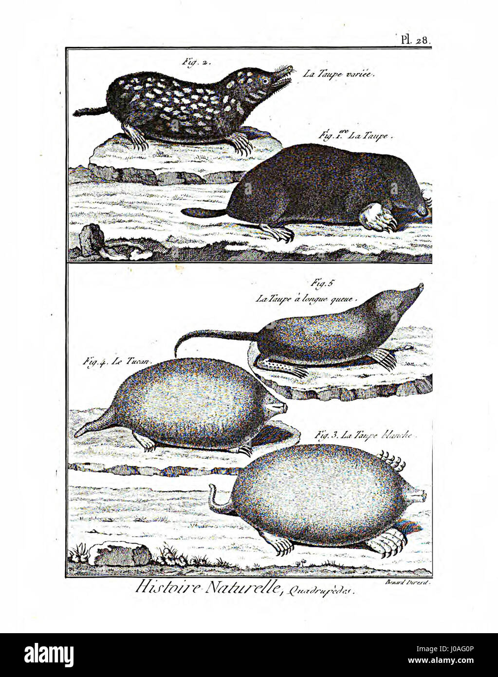 L'Encyclopédie méthodique est une encyclopédie scientifique détaillée du XVIIIe siècle, avec cette plaque particulière illustrant les mammifères. Il reflète l'intérêt croissant de l'époque pour l'histoire naturelle et la classification des espèces animales. Banque D'Images L'Encyclopédie méthodique est une encyclopédie scientifique détaillée du XVIIIe siècle, avec cette plaque particulière illustrant les mammifères. Il reflète l'intérêt croissant de l'époque pour l'histoire naturelle et la classification des espèces animales. Banque D'Images