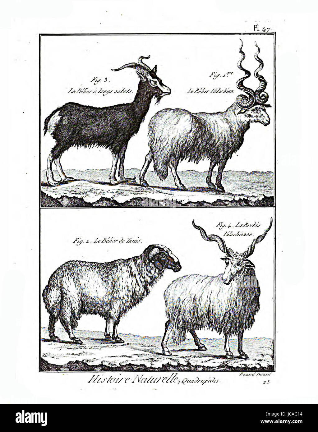 L'Encyclopédie méthodique - Mammalogie est une illustration détaillée des mammifères de la fin du XVIIIe siècle. La planche 47 présente différentes espèces, soulignant l’intérêt scientifique pour la zoologie et la classification des mammifères durant cette période. Banque D'Images L'Encyclopédie méthodique - Mammalogie est une illustration détaillée des mammifères de la fin du XVIIIe siècle. La planche 47 présente différentes espèces, soulignant l’intérêt scientifique pour la zoologie et la classification des mammifères durant cette période. Banque D'Images