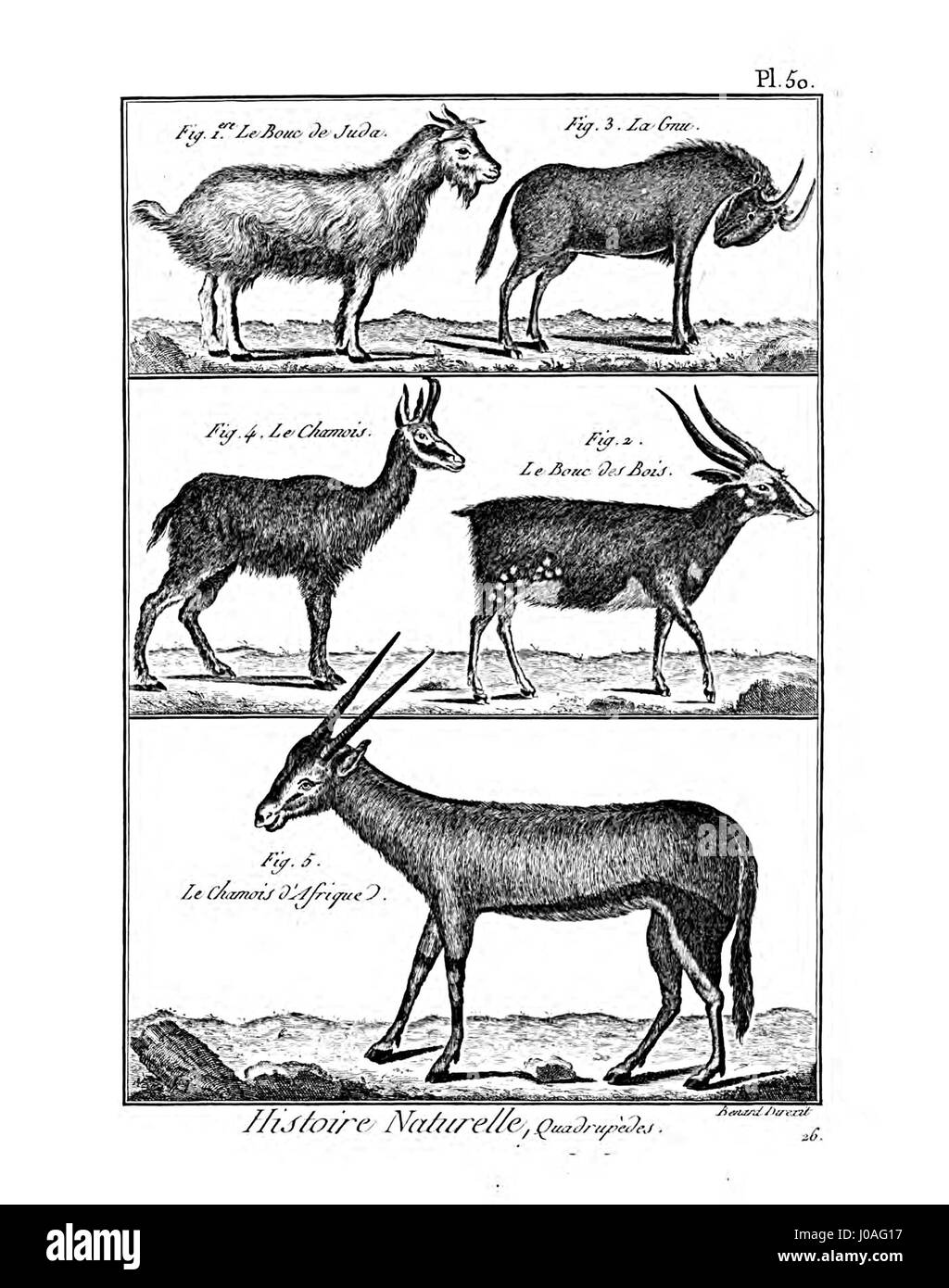 Cette illustration de l'encyclopédie méthodique présente une plaque détaillée sur la mammalogie, qui fait partie d'un travail complet sur l'histoire naturelle. Il présente divers mammifères, contribuant à la compréhension de la classification animale et de la biologie au XVIIIe siècle. Banque D'Images Cette illustration de l'encyclopédie méthodique présente une plaque détaillée sur la mammalogie, qui fait partie d'un travail complet sur l'histoire naturelle. Il présente divers mammifères, contribuant à la compréhension de la classification animale et de la biologie au XVIIIe siècle. Banque D'Images